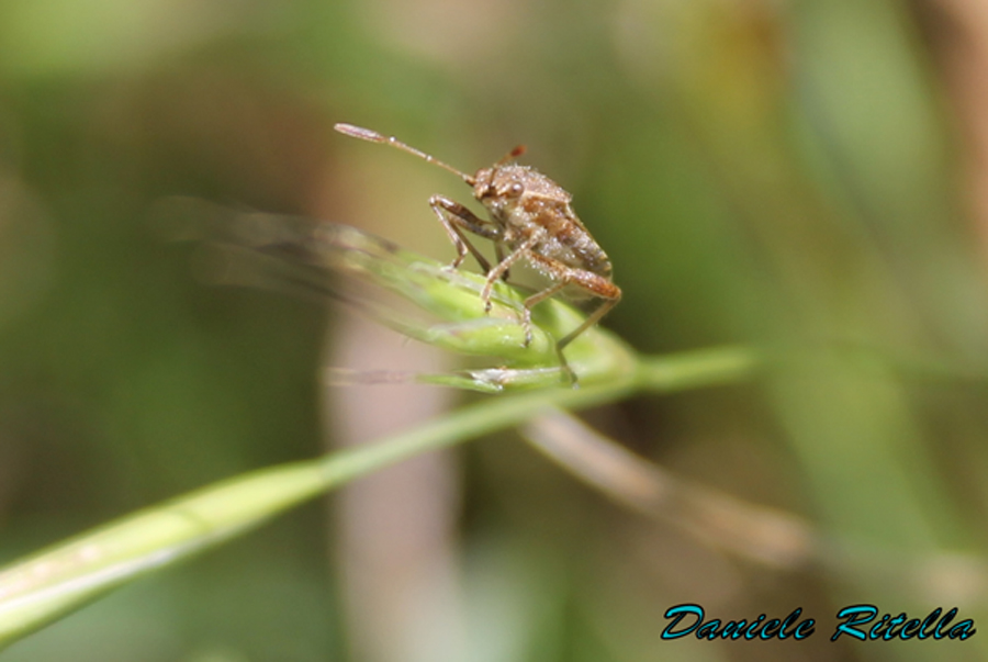 Rhopalidae: Stictopleurus sp. del Molise (IS)